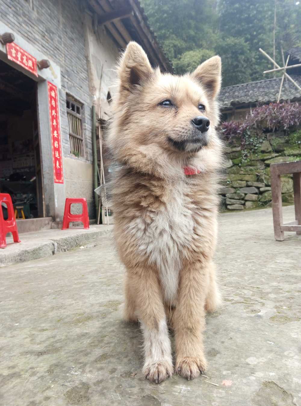 傲娇狗