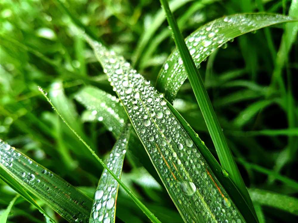 青草