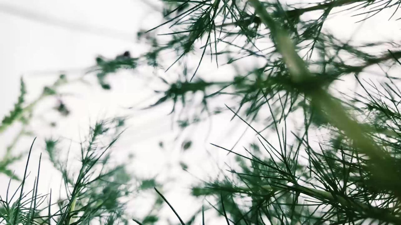 绿植