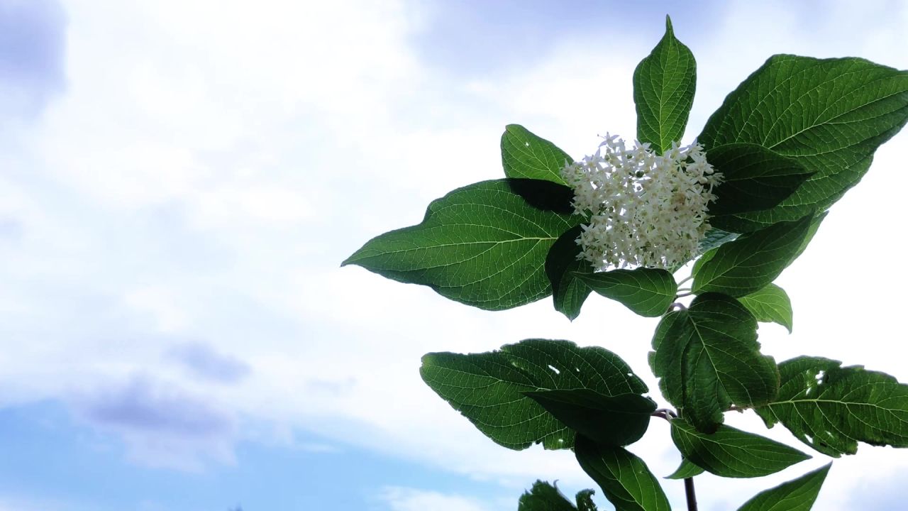树花