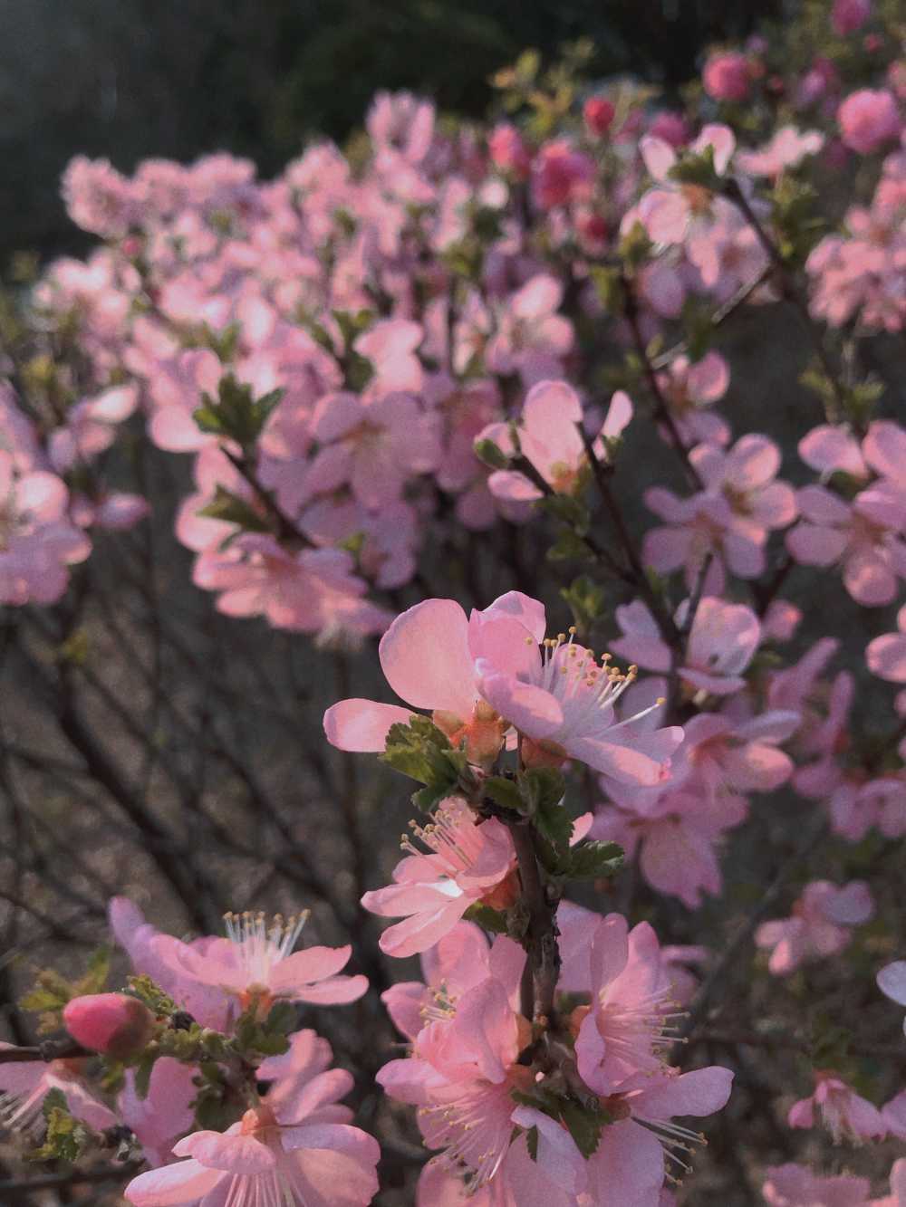 春天 