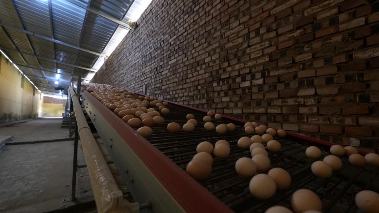 鸡蛋传送带