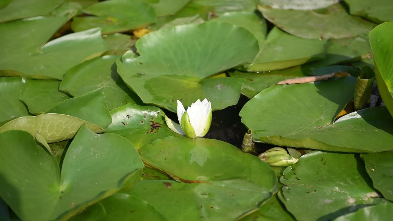 实拍荷花池小荷花