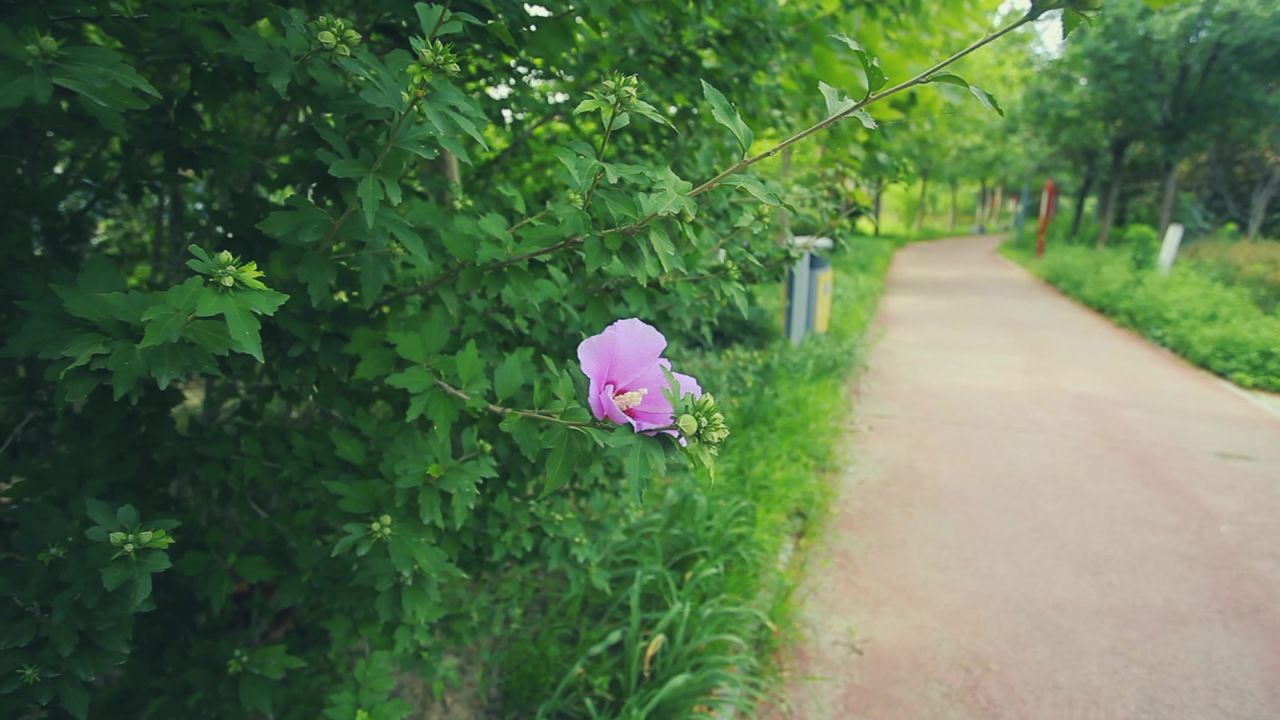 绿化公园实拍花朵