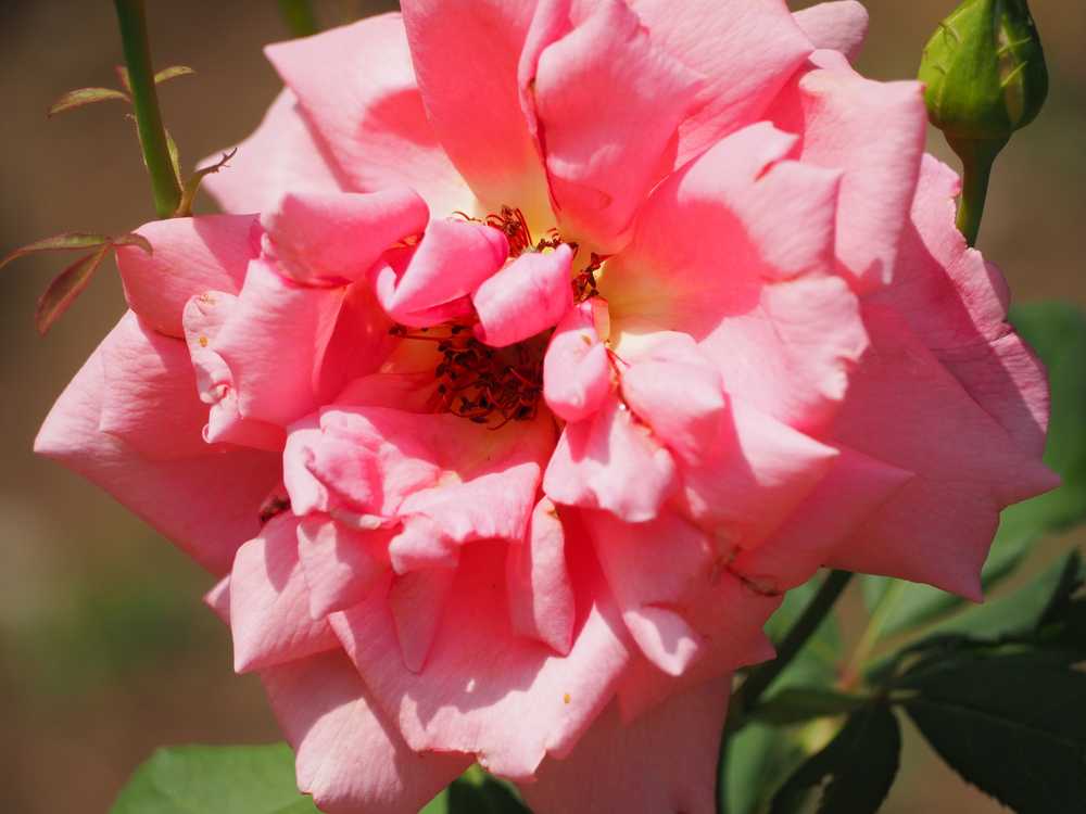 月季花