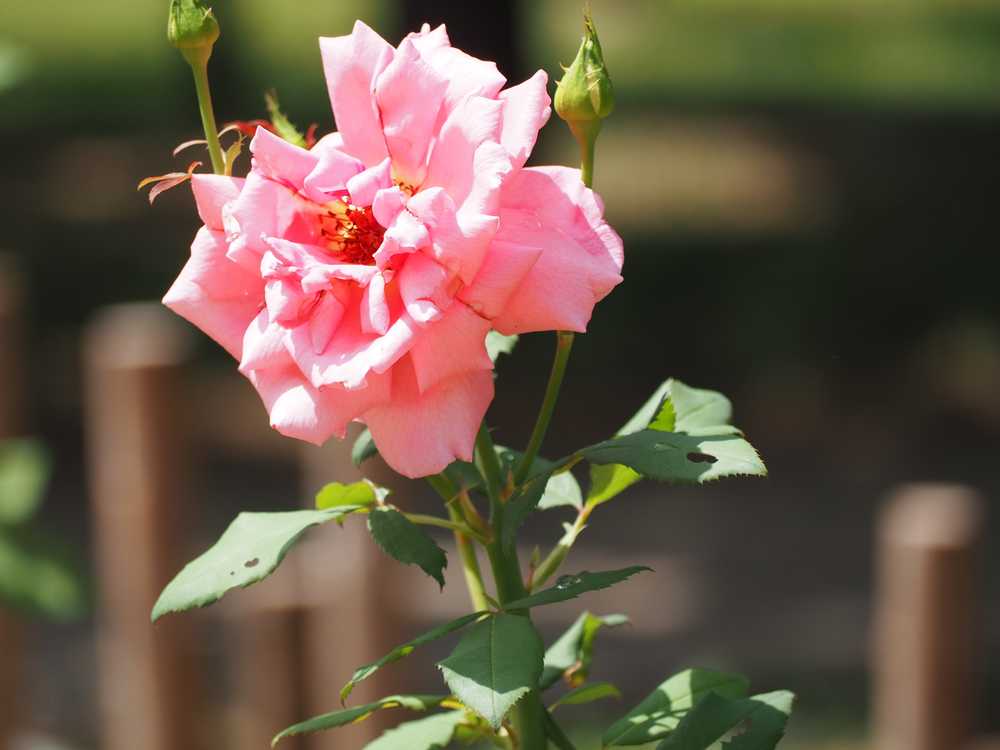 月季花
