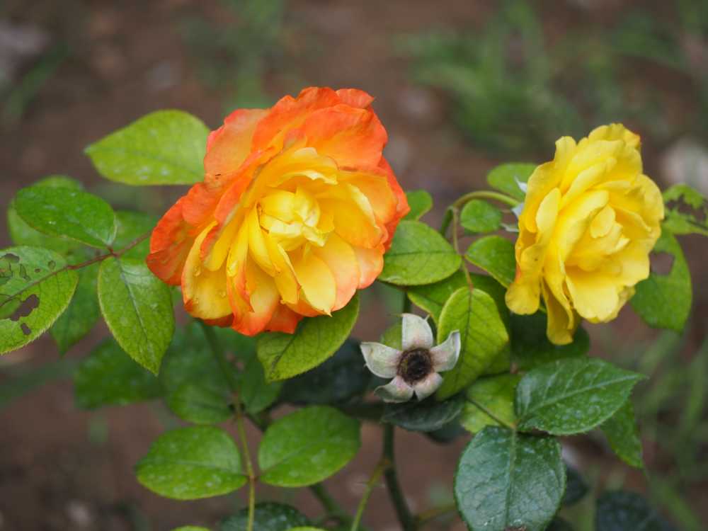 月季花