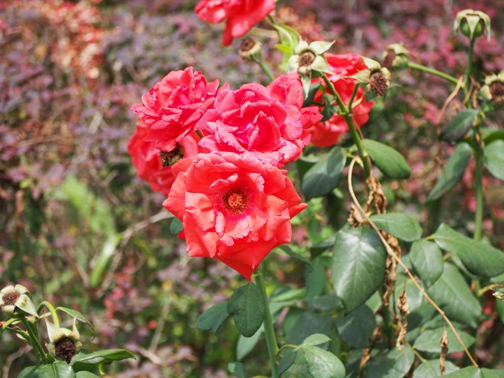 月季花