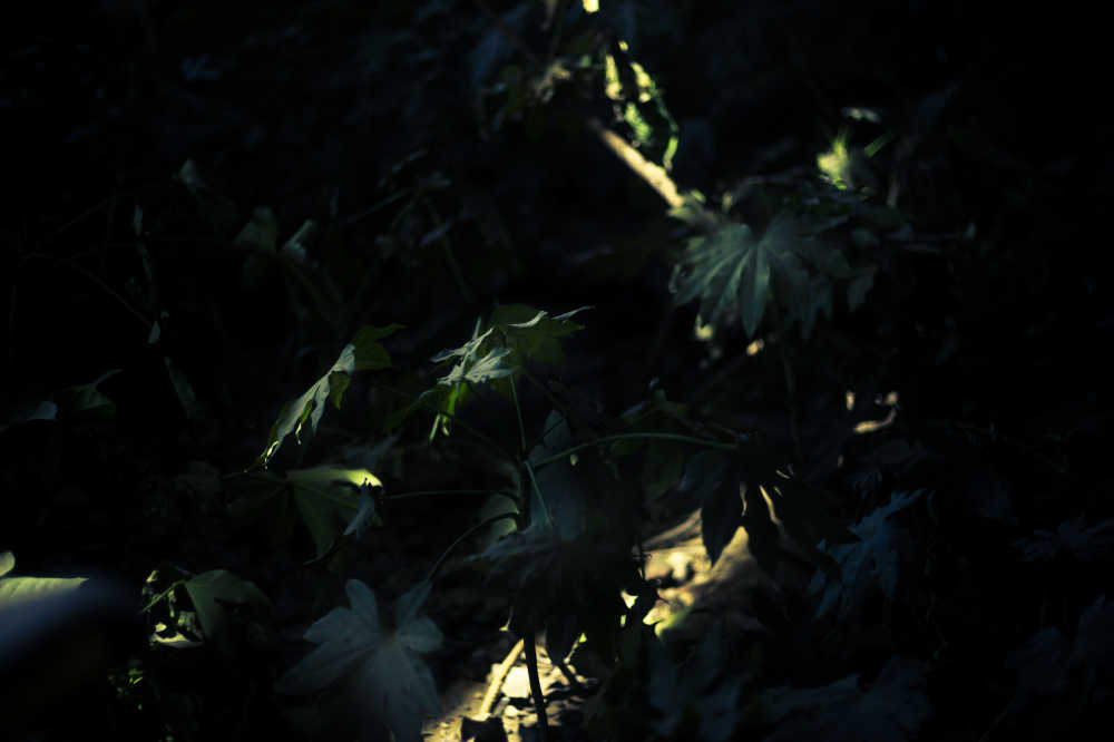 铁与草
