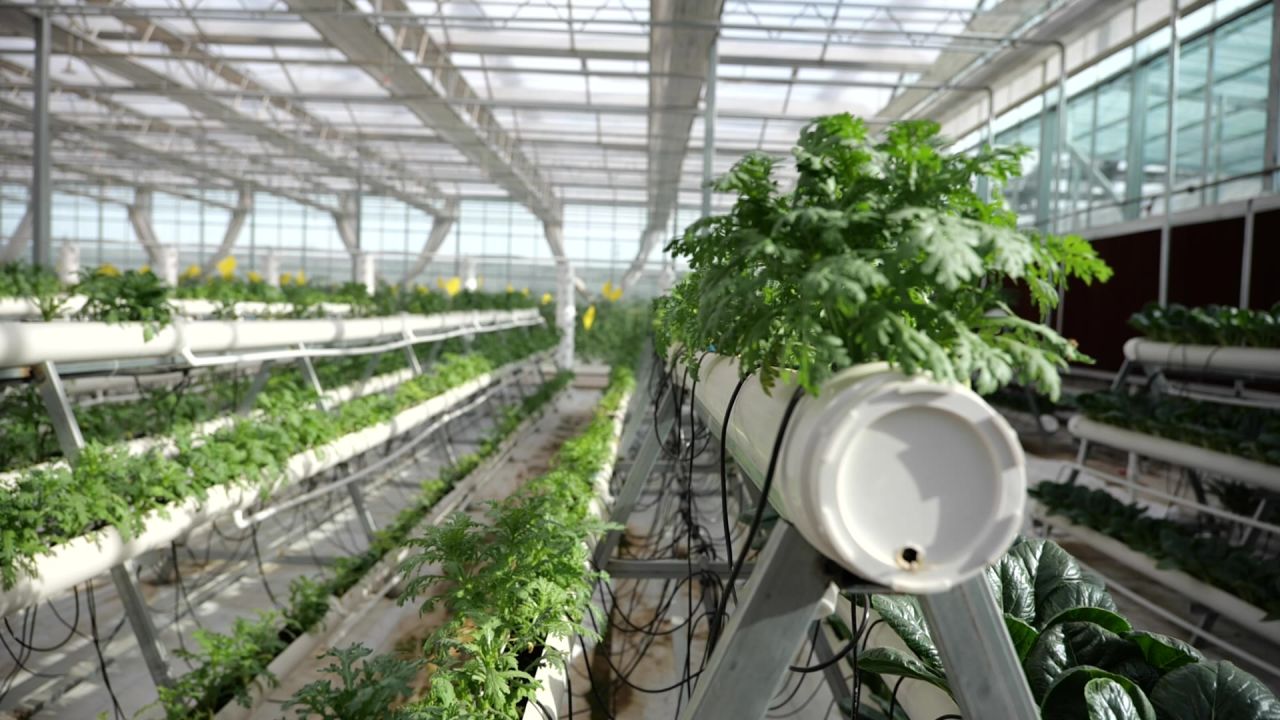 蔬菜科技种植