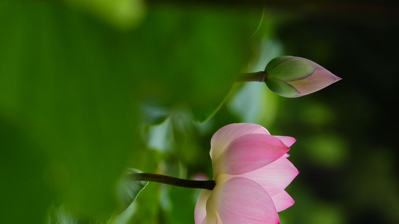 洪湖公园荷花