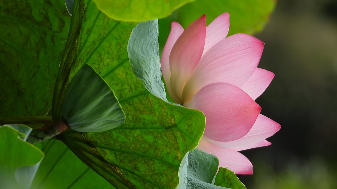 洪湖公园荷花