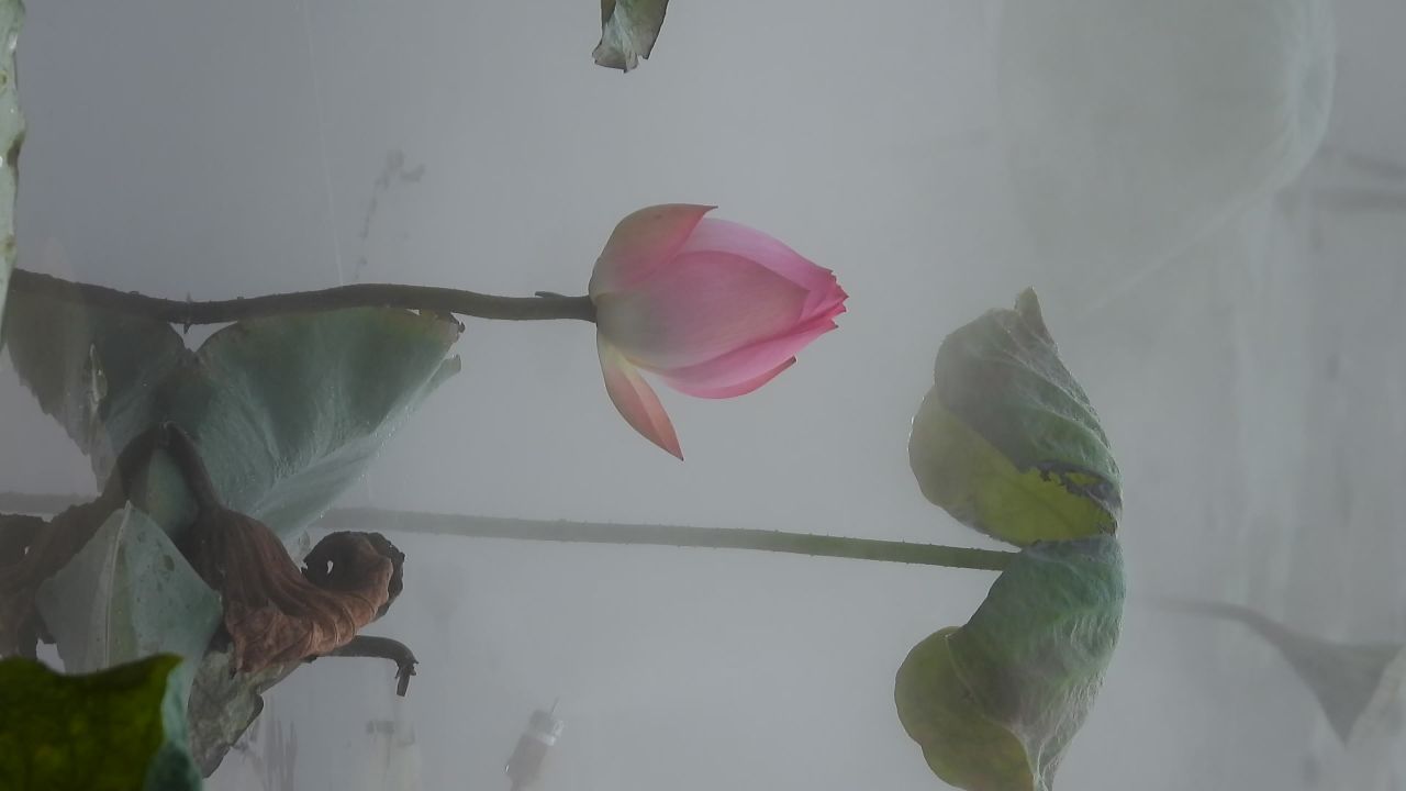 洪湖公园荷花