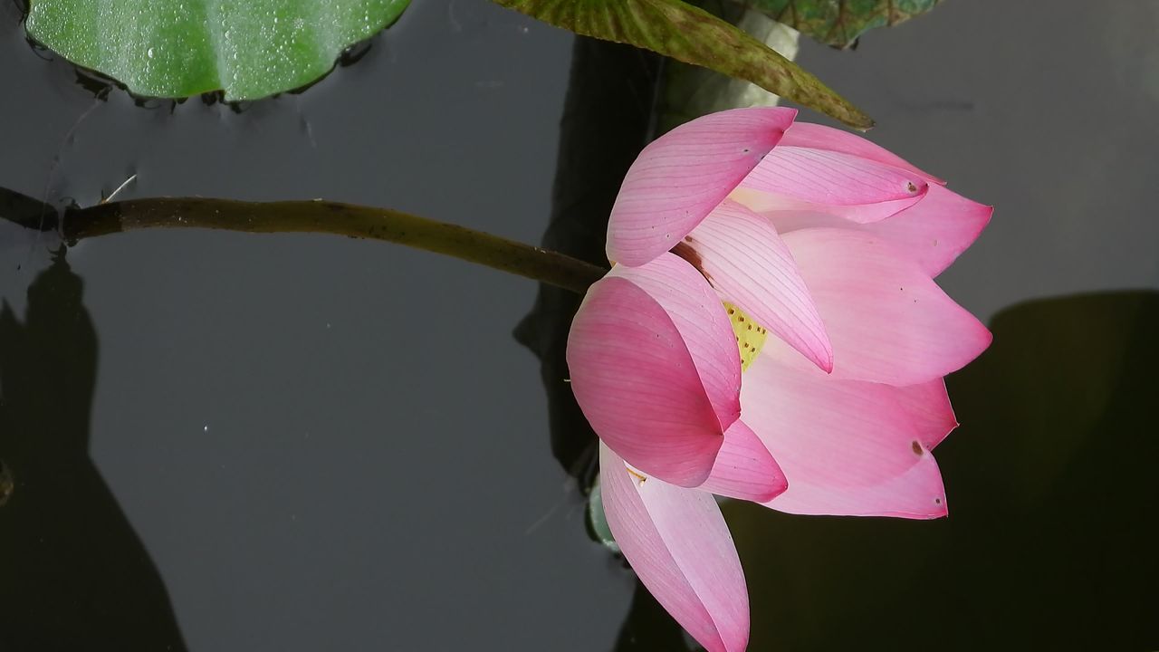 洪湖公园荷花