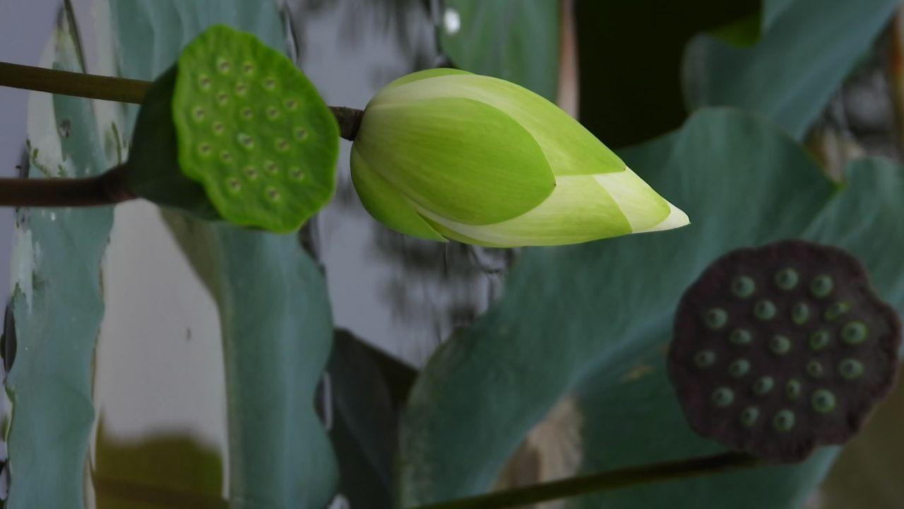 洪湖公园荷花