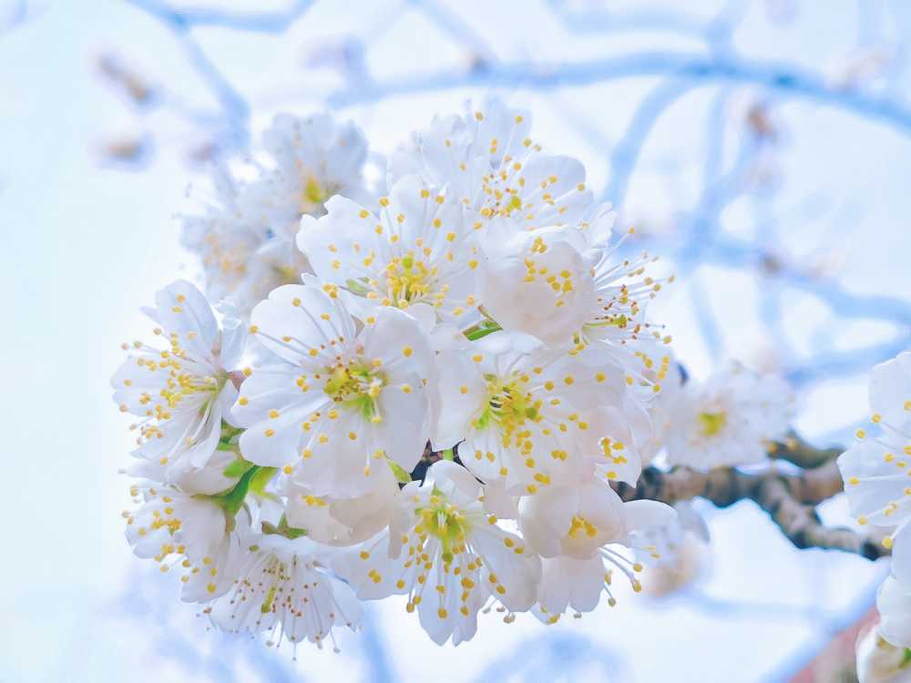 梨花