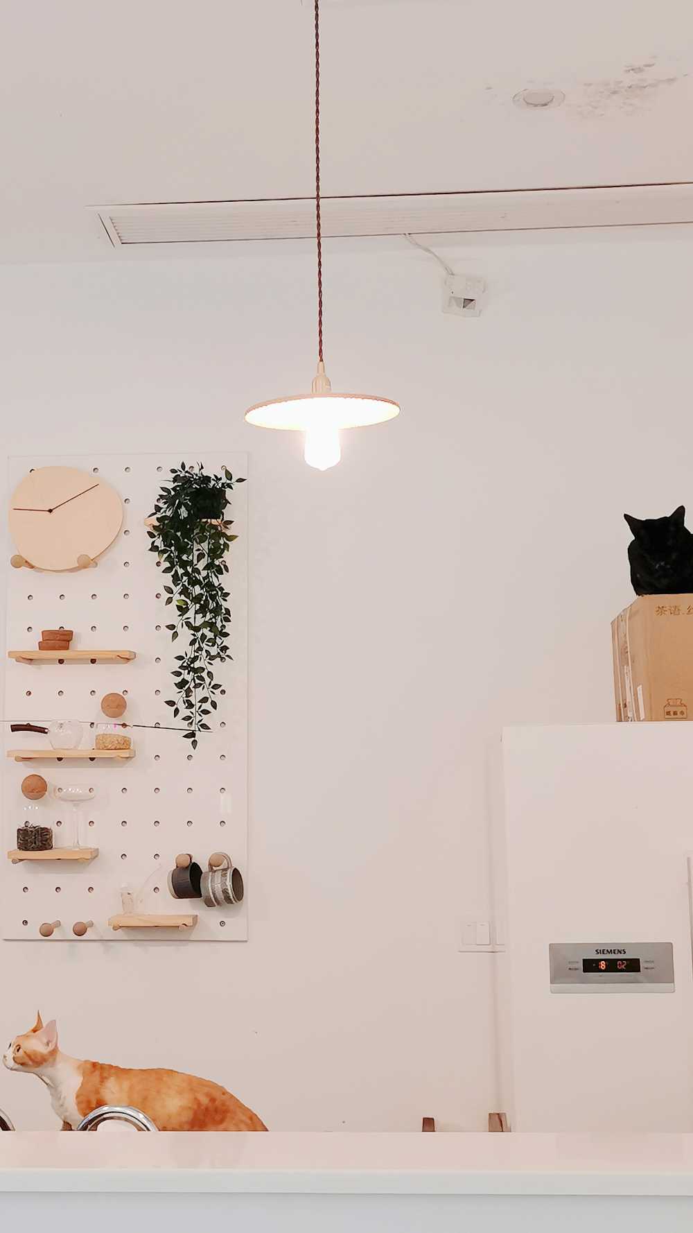 猫咖
