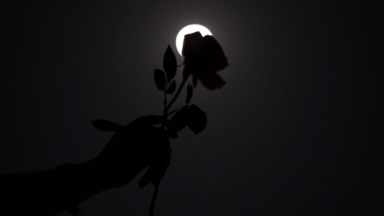 天台上的花与月