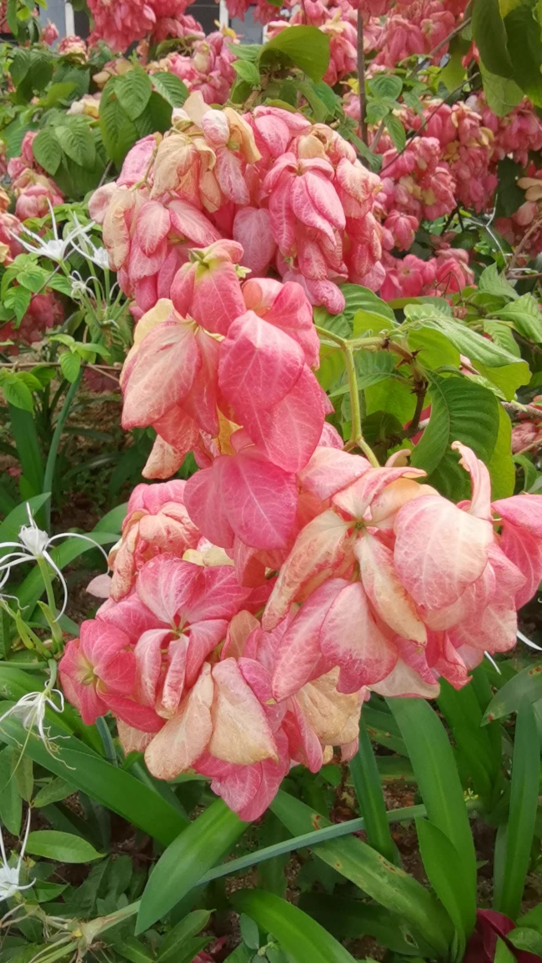 阳光下的花