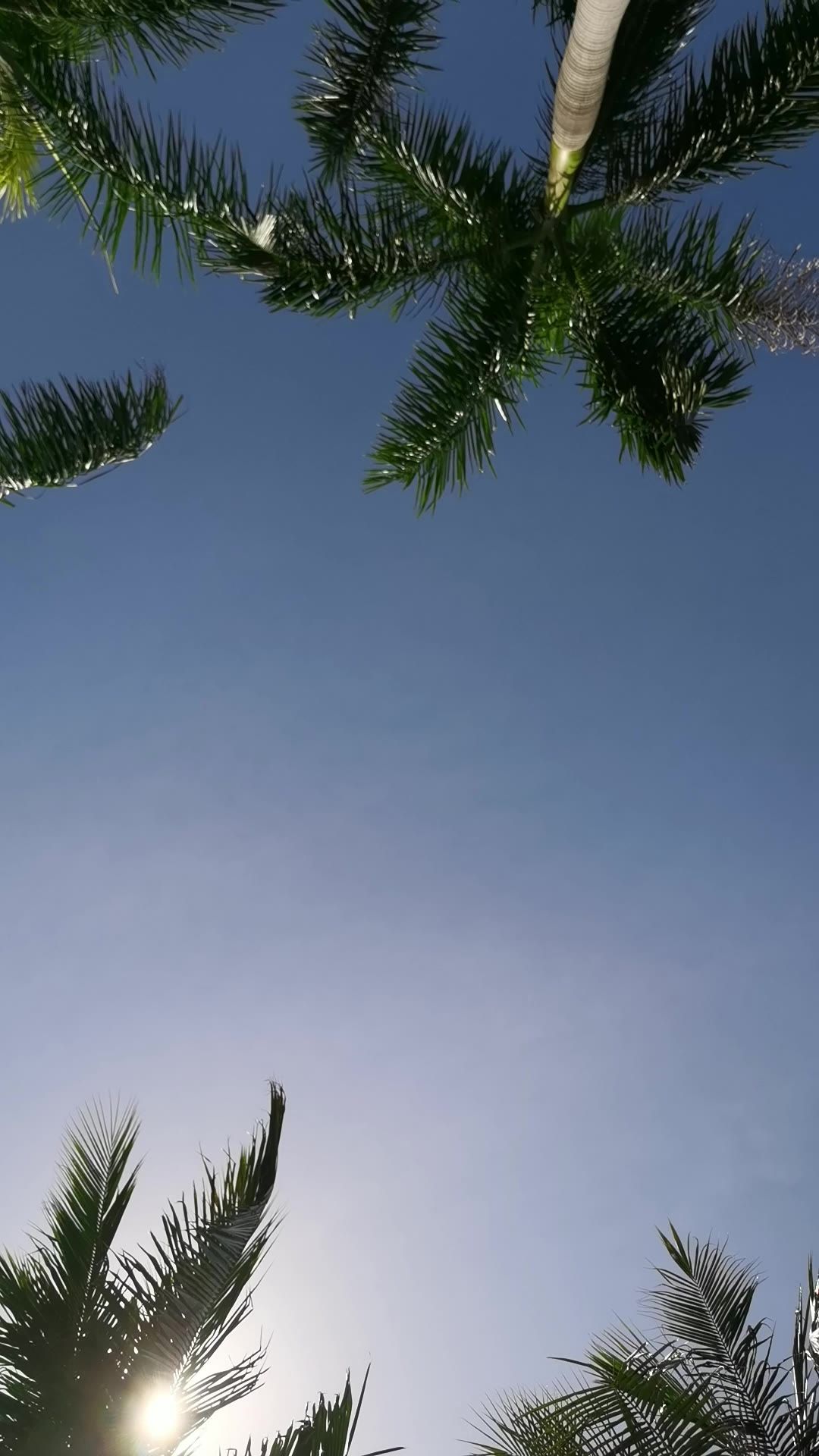树叶