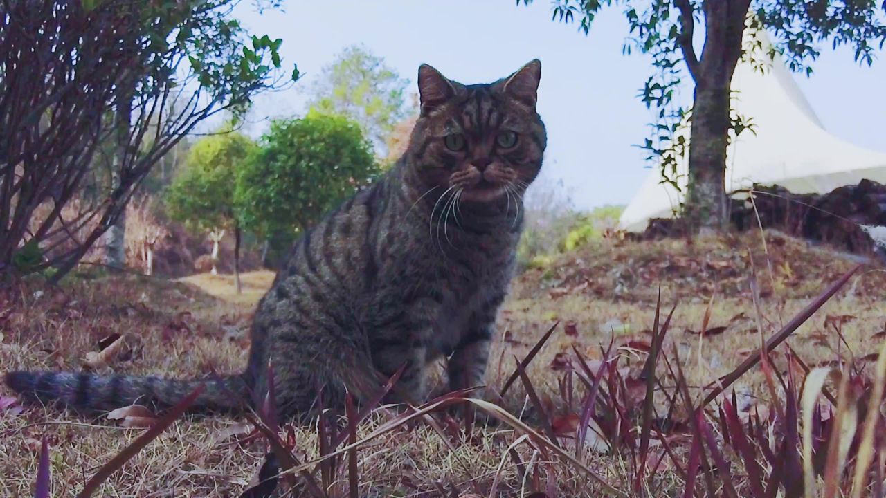 猫霸