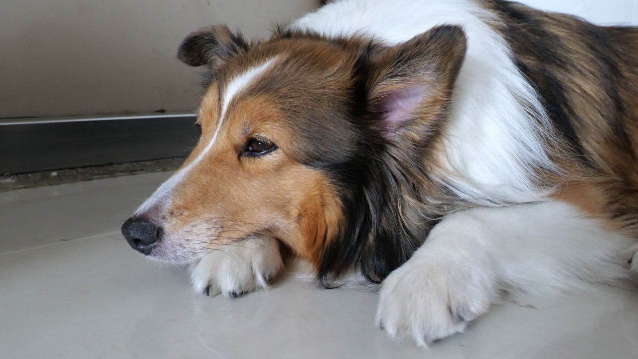 狗狗睡觉