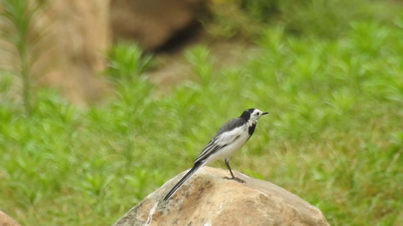 白鹡鸰