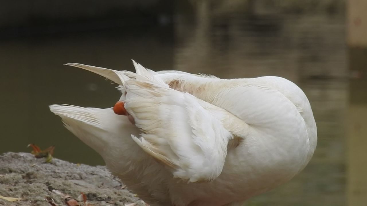 鹅