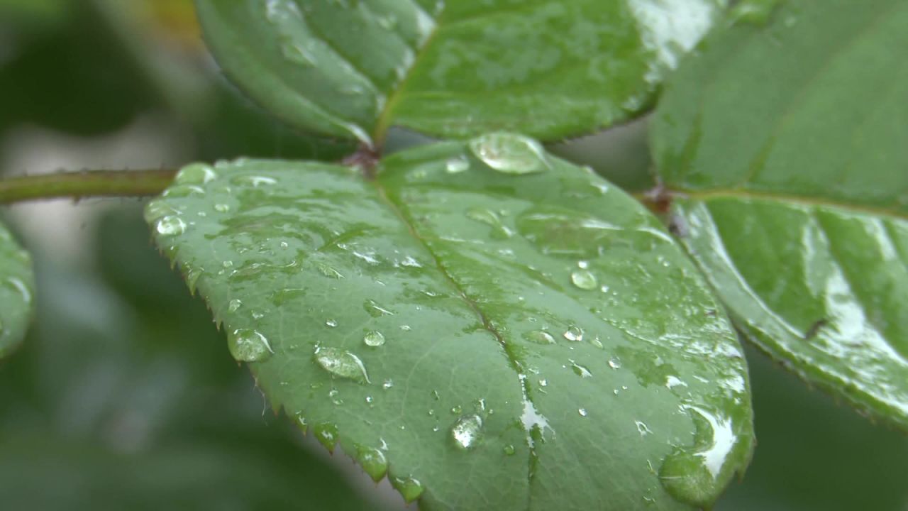 雨中叶子