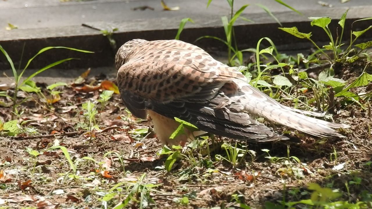 红隼