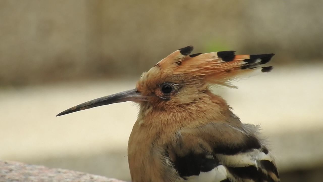 戴胜