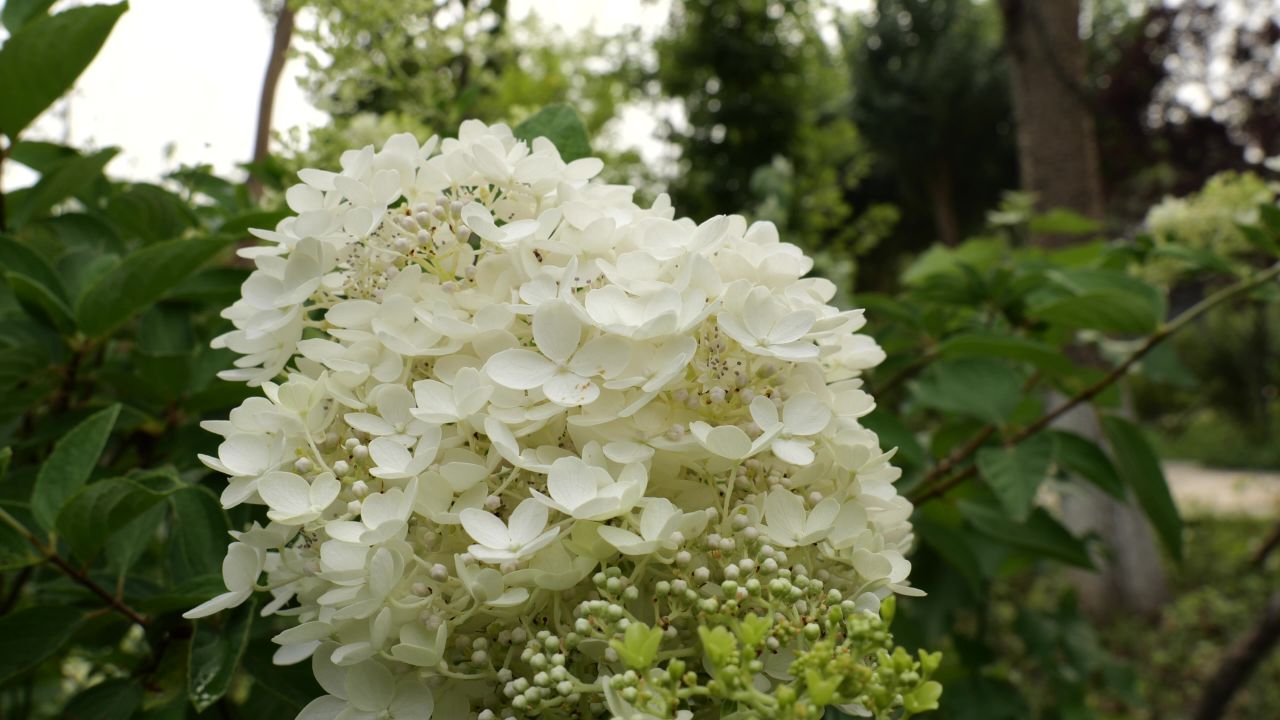 花 向日葵 菊花