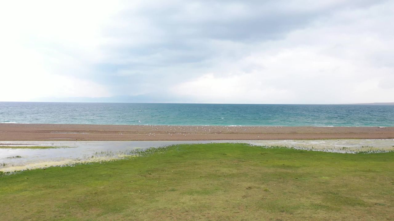 青海湖边的海鸟