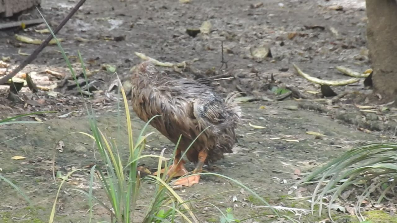 鸭子洗澡
