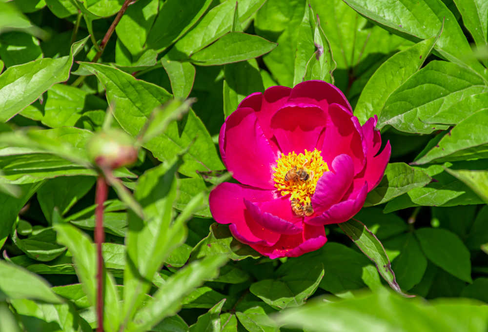 芍药花