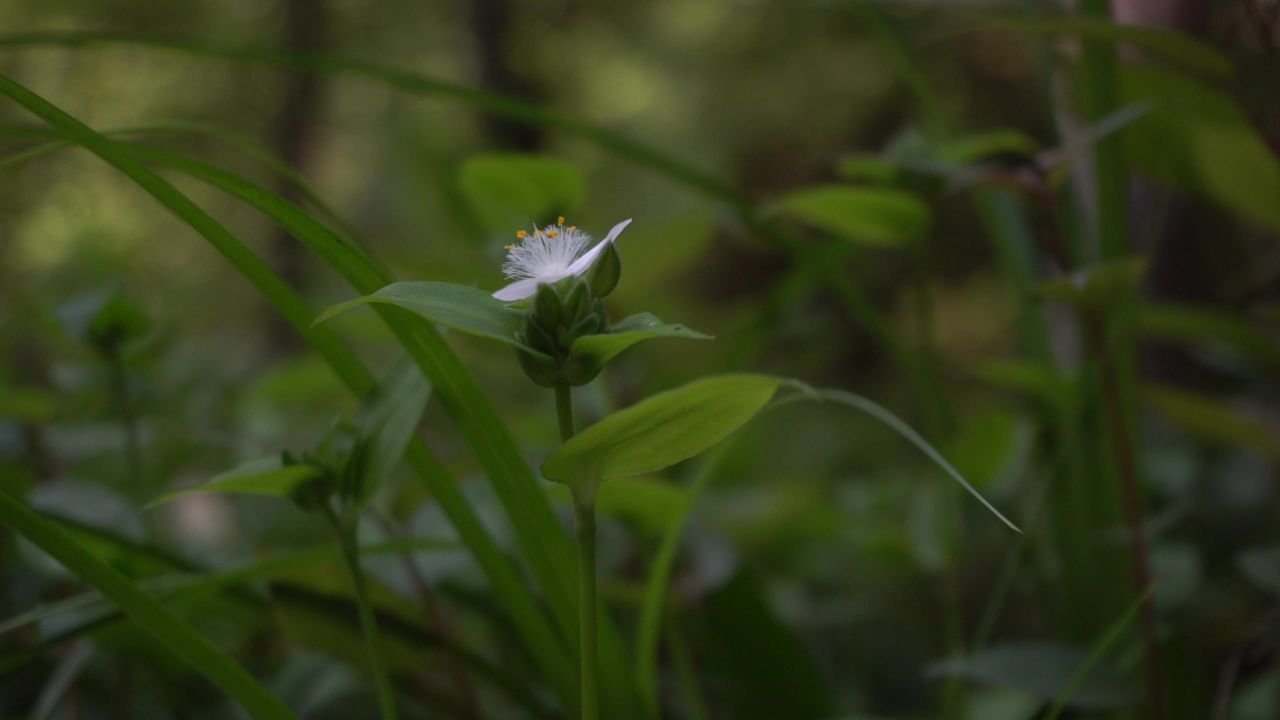 花的特写