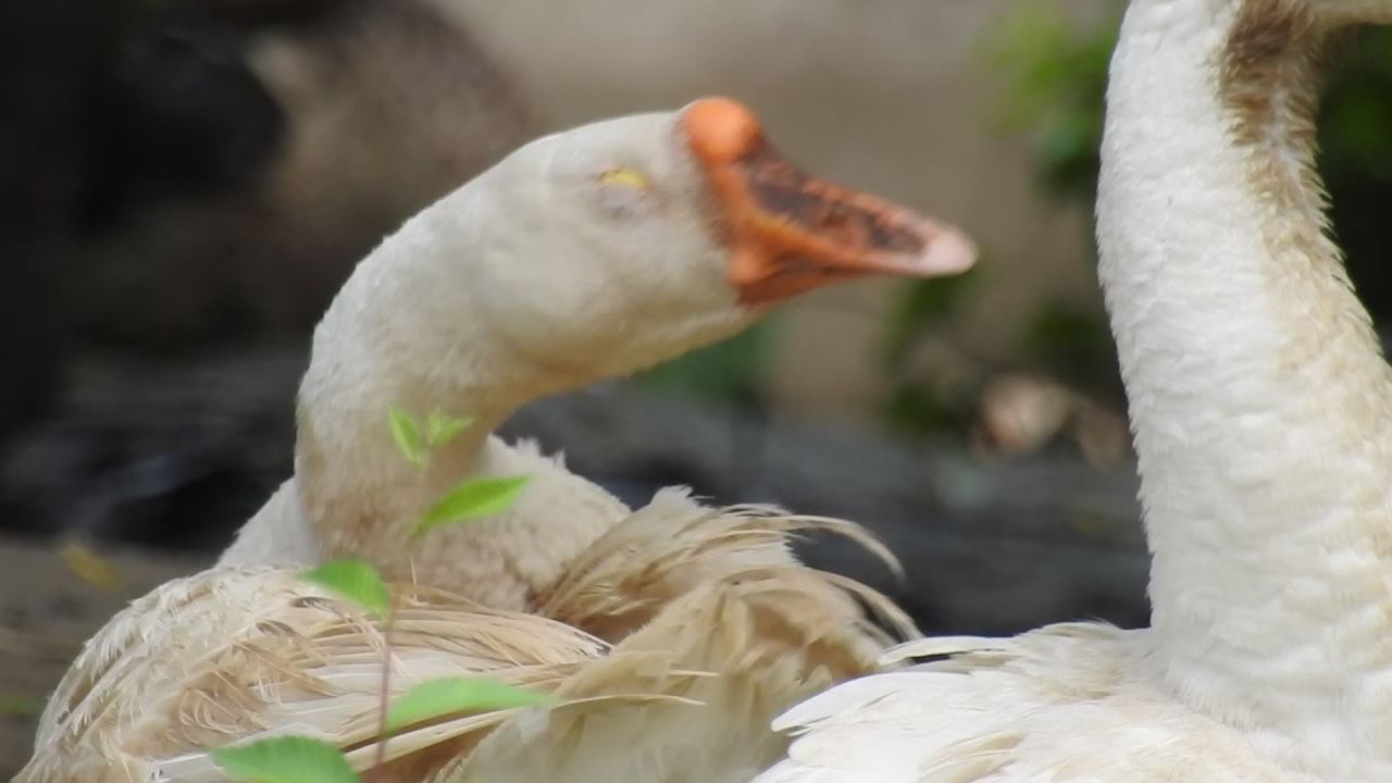 鹅鹅鹅