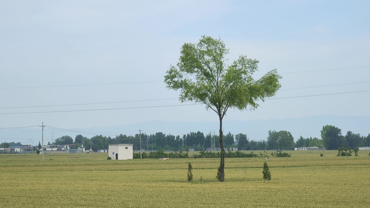 一颗孤树