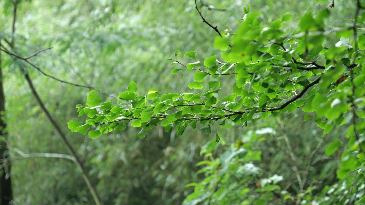 银杏树