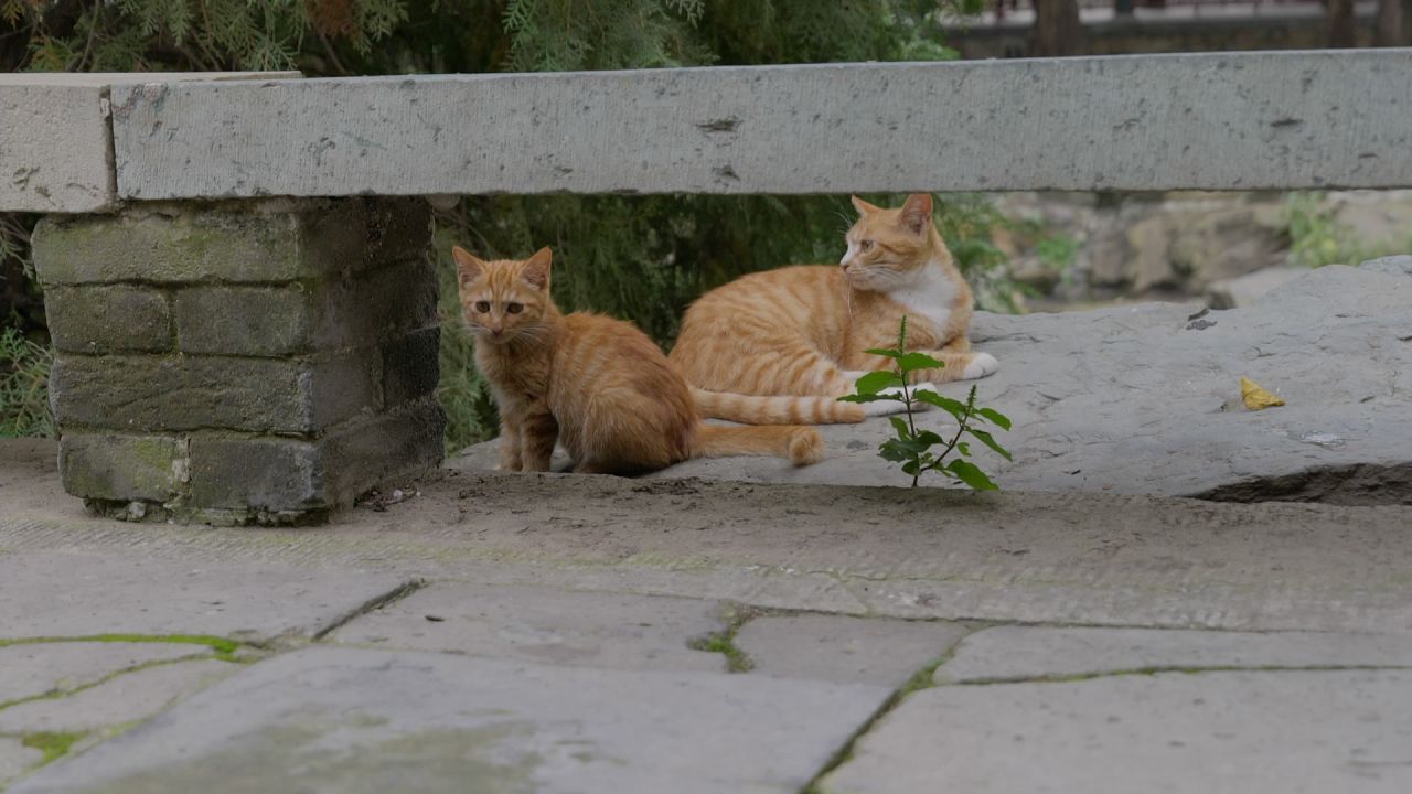X小猫