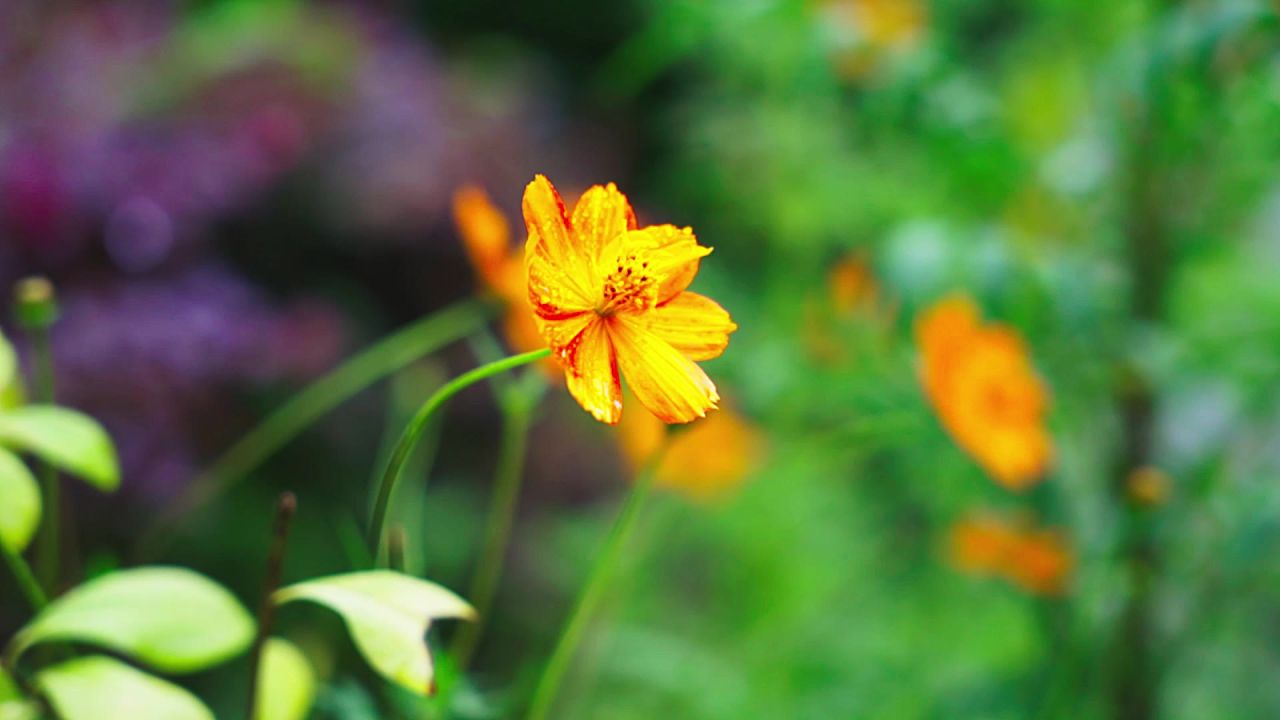 花 夏天