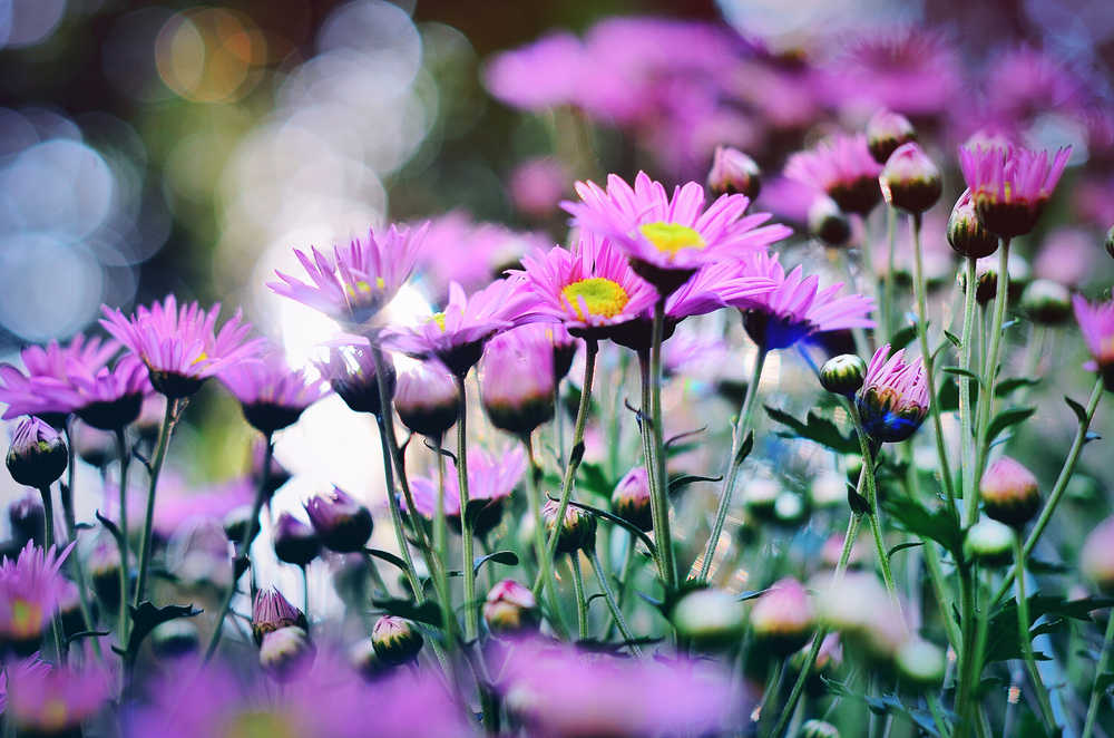 小花