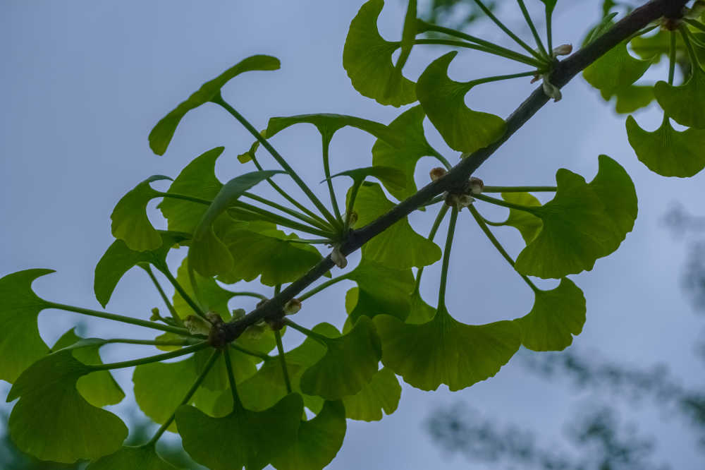 银杏树