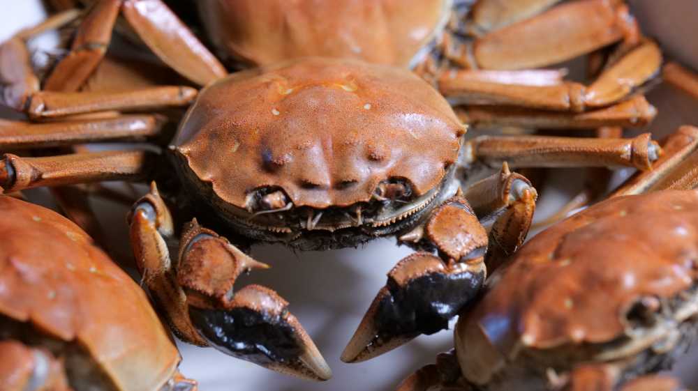 盘锦河蟹