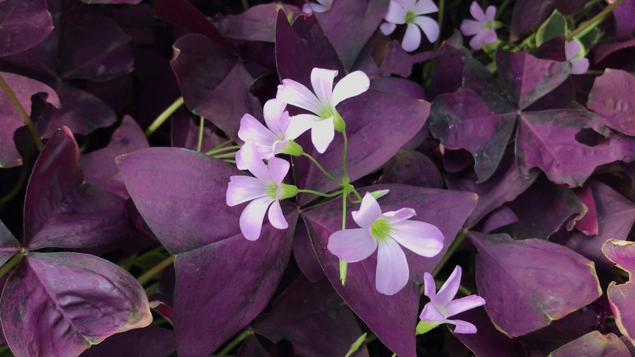 紫色的花