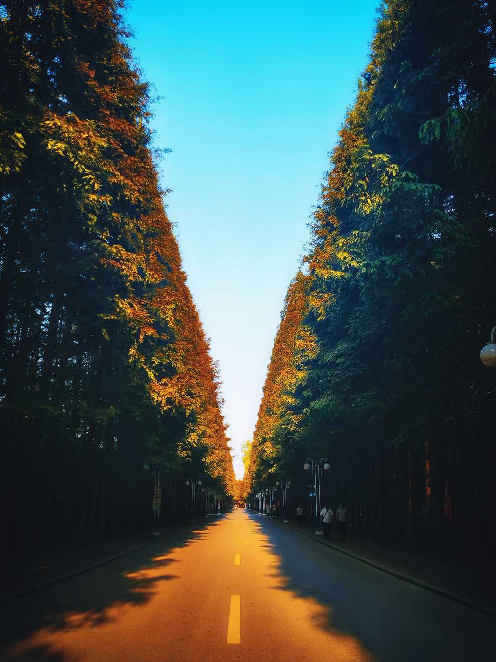 夕阳下樟树之小路