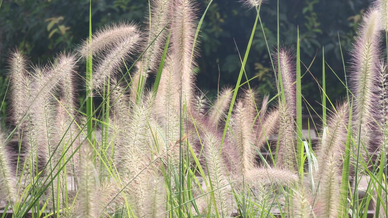 狗尾巴草