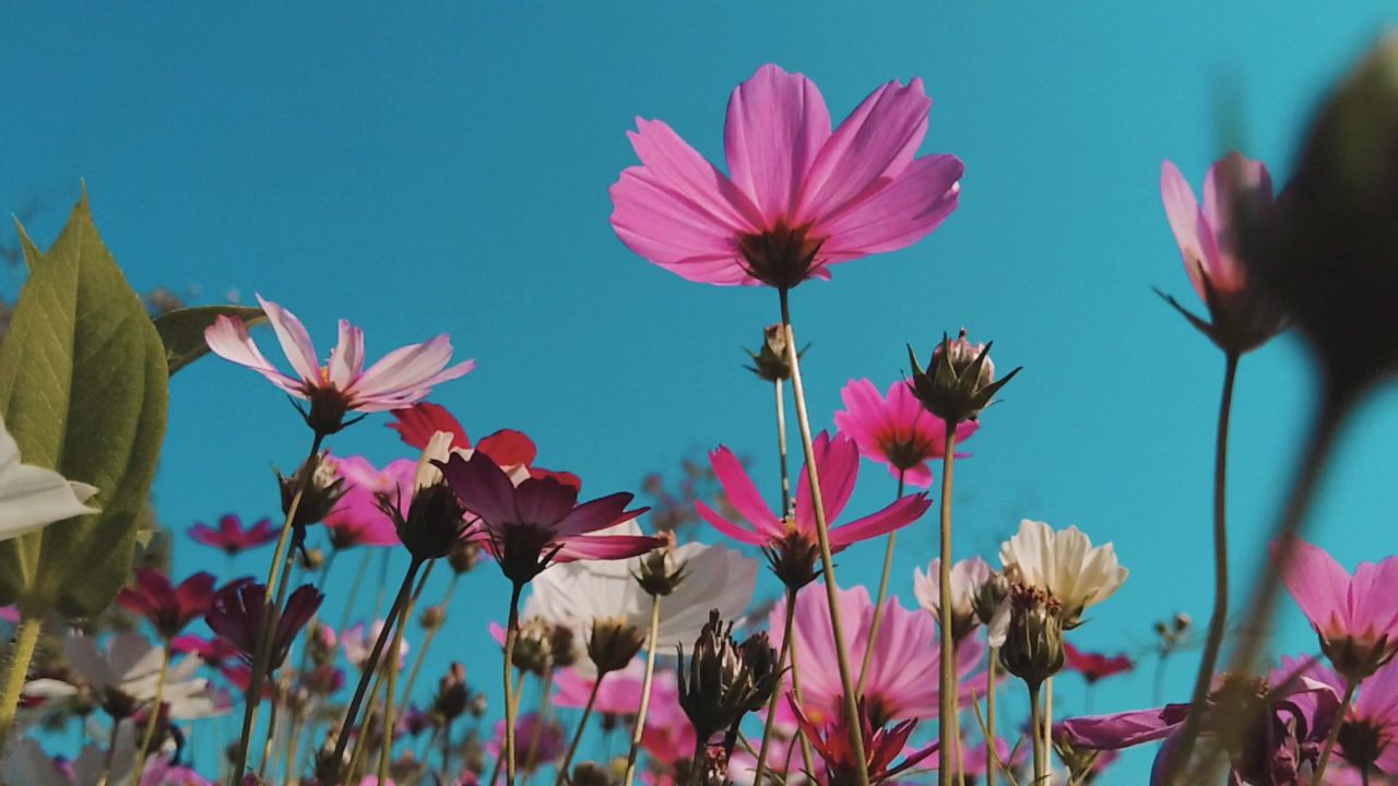 花草屏保