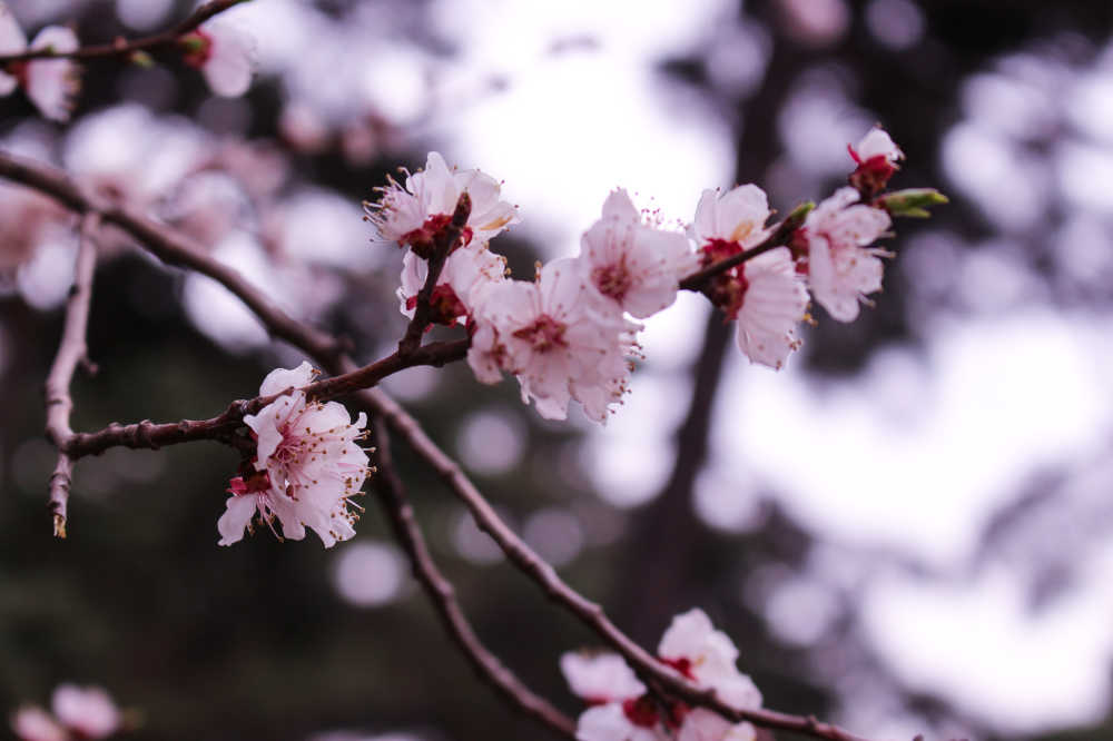 鲜花