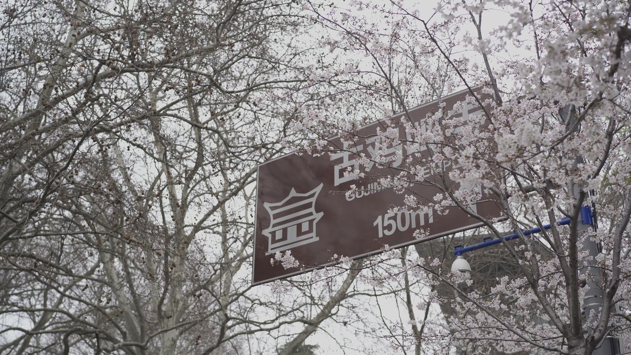 南京樱花